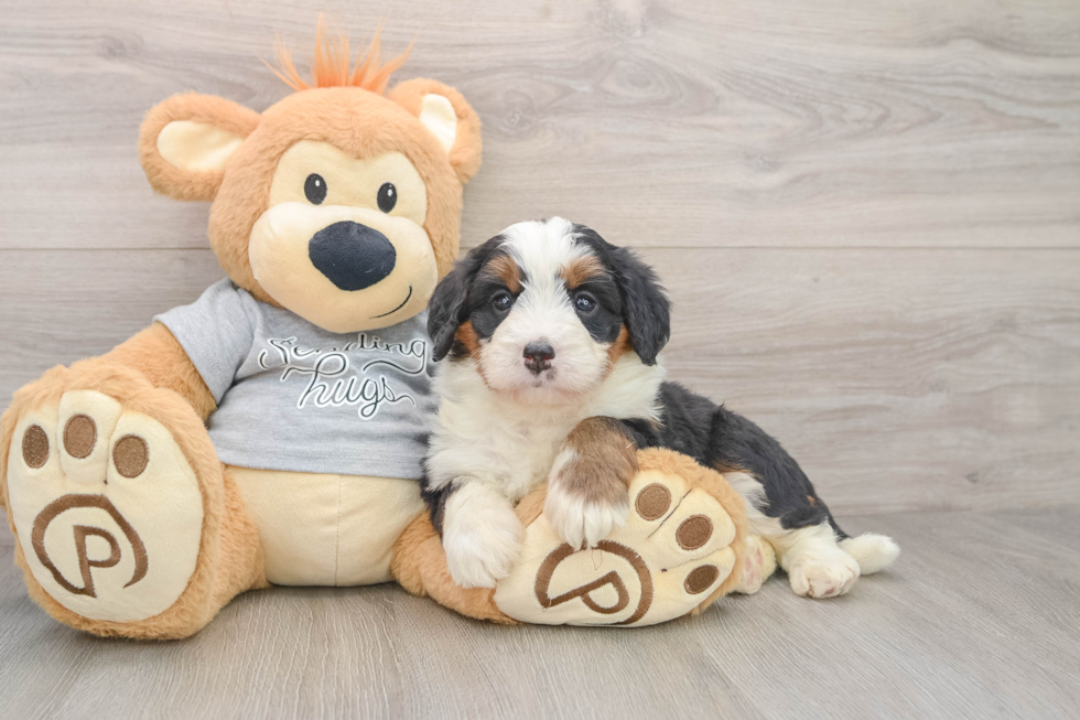 Playful Mini Bernesedoodle Poodle Mix Puppy
