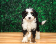 8 week old Mini Bernedoodle Puppy For Sale - Puppy Love PR