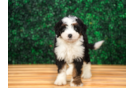 Mini Bernedoodle Pup Being Cute
