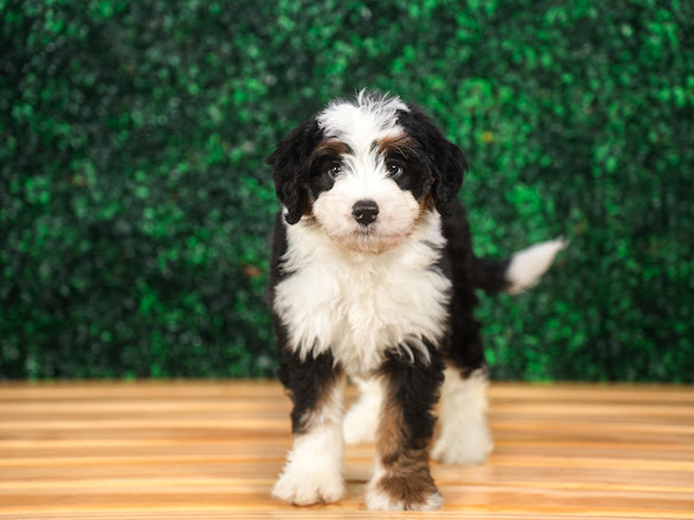 Mini Bernedoodle Pup Being Cute