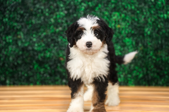 Mini Bernedoodle Pup Being Cute
