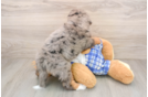 Cute Mini Bernedoodle Baby