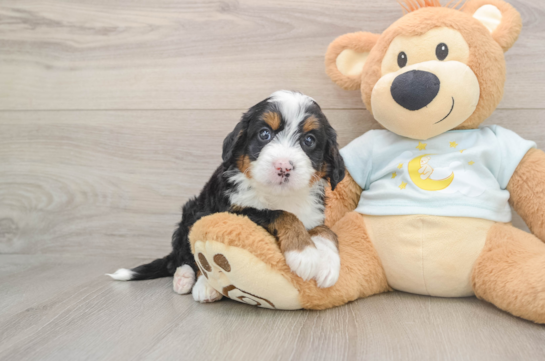 GAZA, a Mini Bernedoodle littermate