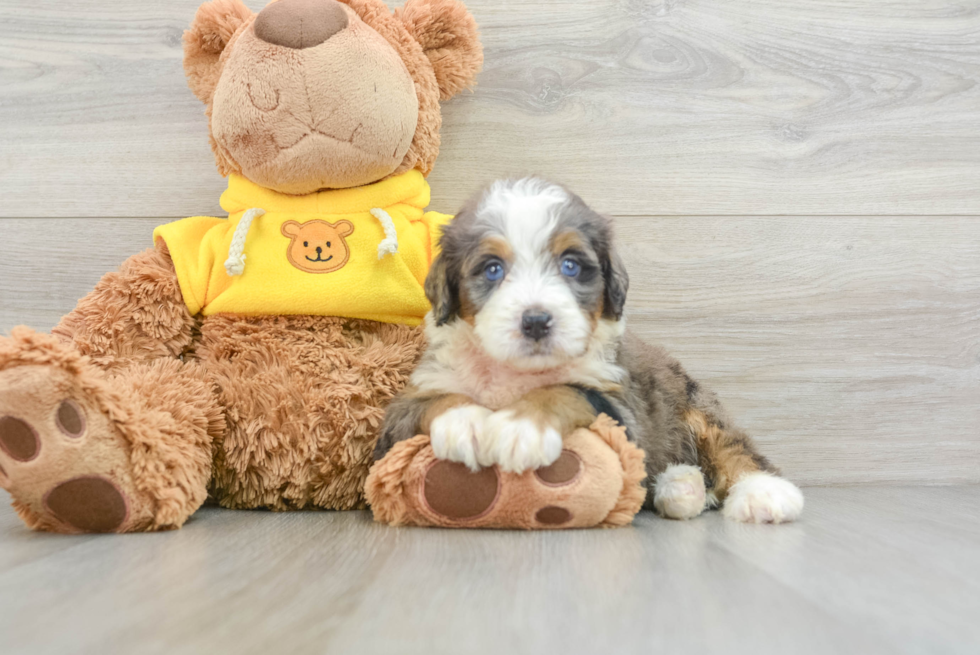 Sweet Mini Bernedoodle Baby