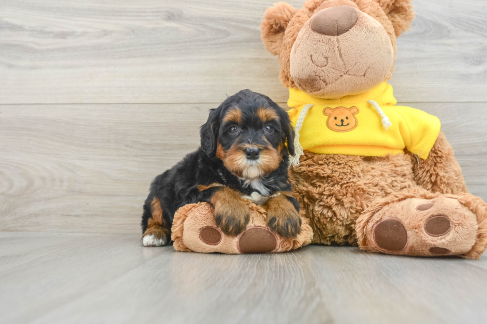 Mini Bernedoodle Puppy for Adoption