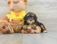 8 week old Mini Bernedoodle Puppy For Sale - Puppy Love PR