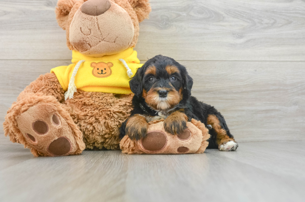 8 week old Mini Bernedoodle Puppy For Sale - Puppy Love PR