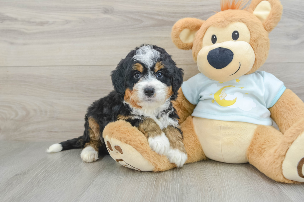 6 week old Mini Bernedoodle Puppy For Sale - Puppy Love PR