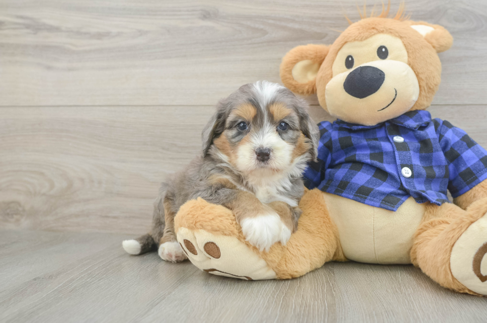 5 week old Mini Bernedoodle Puppy For Sale - Puppy Love PR