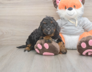 7 week old Mini Bernedoodle Puppy For Sale - Puppy Love PR