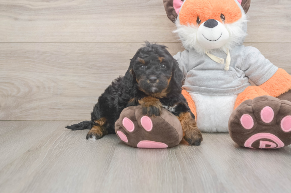 5 week old Mini Bernedoodle Puppy For Sale - Puppy Love PR