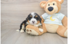 Mini Bernedoodle Puppy for Adoption