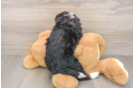 Little Bernese Doodle Poodle Mix Puppy