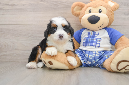 Friendly Mini Bernedoodle Baby