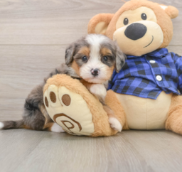 8 week old Mini Bernedoodle Puppy For Sale - Puppy Love PR