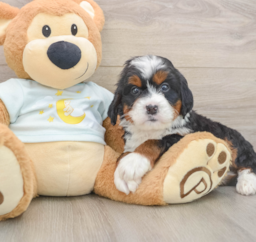 5 week old Mini Bernedoodle Puppy For Sale - Puppy Love PR