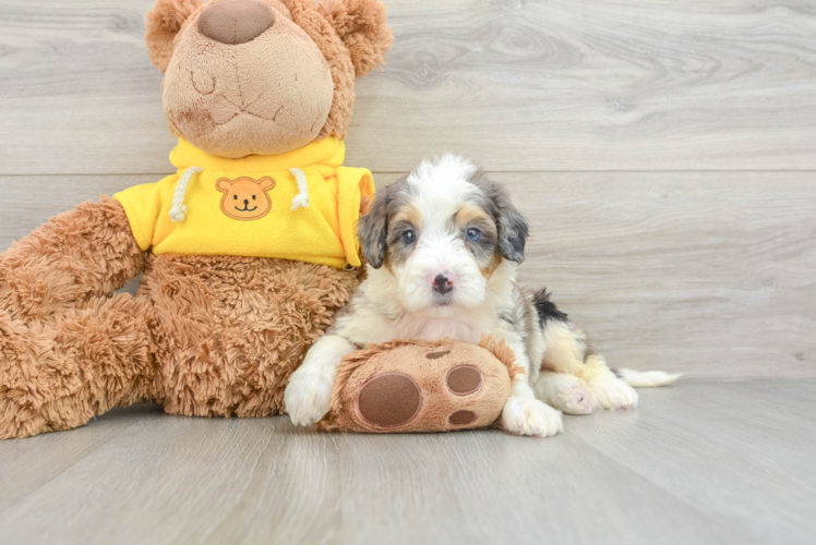 Meet Gertie - our Mini Bernedoodle Puppy Photo 1/3 - Puppy Love PR Mini Bernedoodle Pup Being Cute