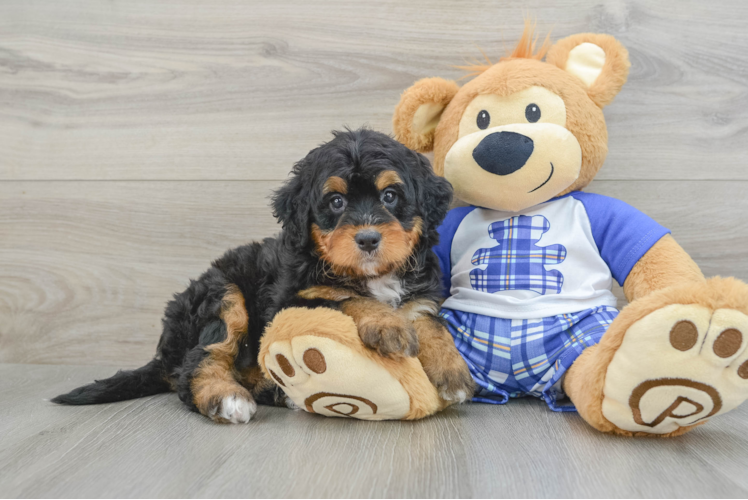 Friendly Mini Bernedoodle Baby