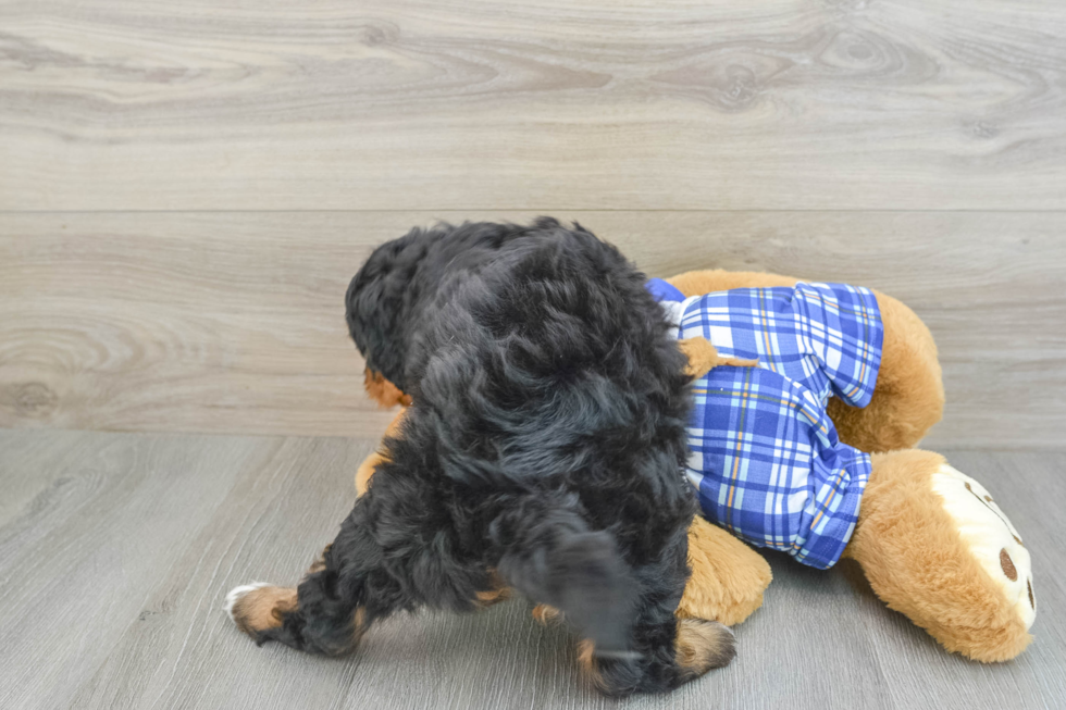 Adorable Mini Berniedoodle Poodle Mix Puppy