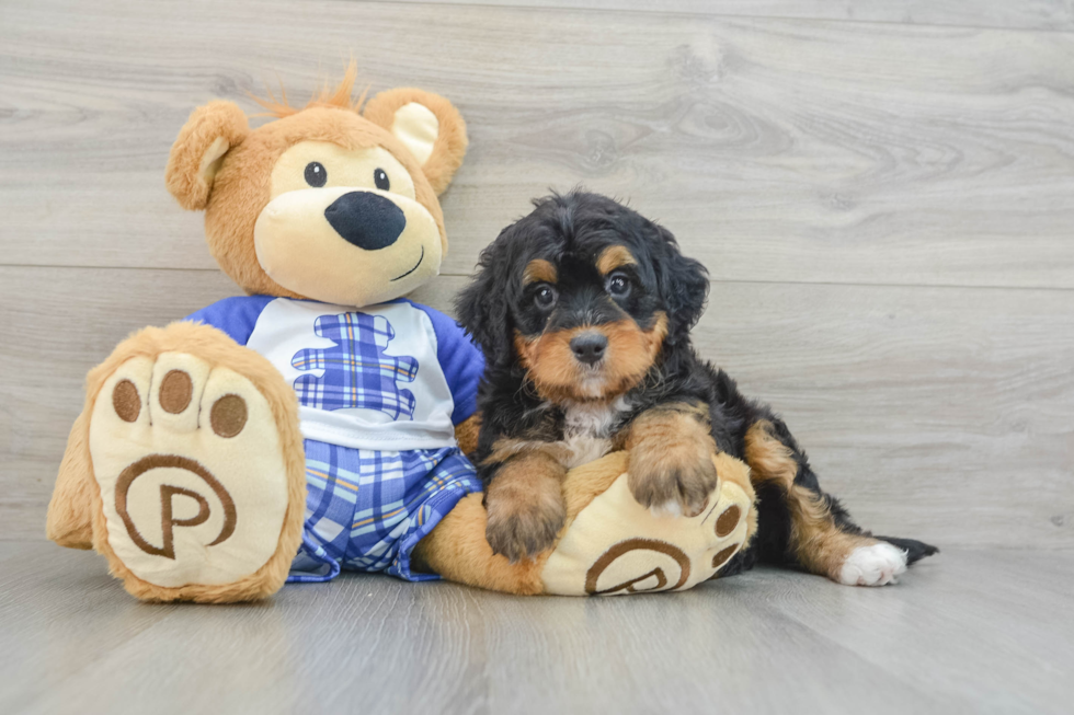 Popular Mini Bernedoodle Poodle Mix Pup