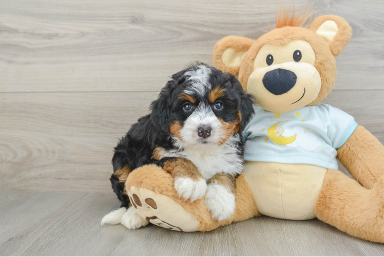 Happy Mini Bernedoodle Baby