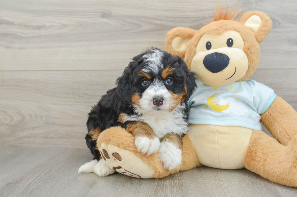 6 week old Mini Bernedoodle Puppy For Sale - Puppy Love PR