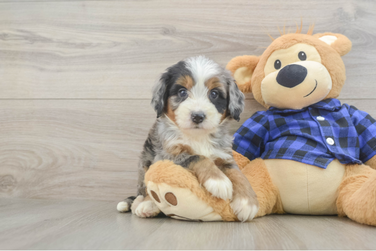 Mini Bernedoodle Pup Being Cute
