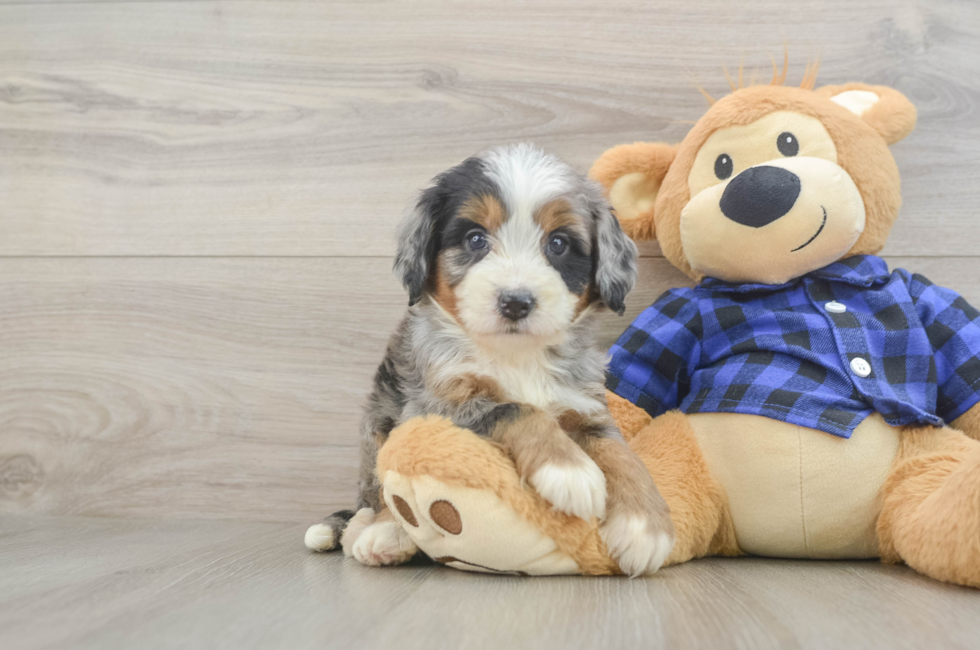 5 week old Mini Bernedoodle Puppy For Sale - Puppy Love PR