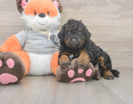7 week old Mini Bernedoodle Puppy For Sale - Puppy Love PR