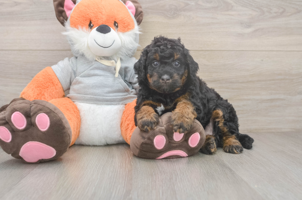 5 week old Mini Bernedoodle Puppy For Sale - Puppy Love PR