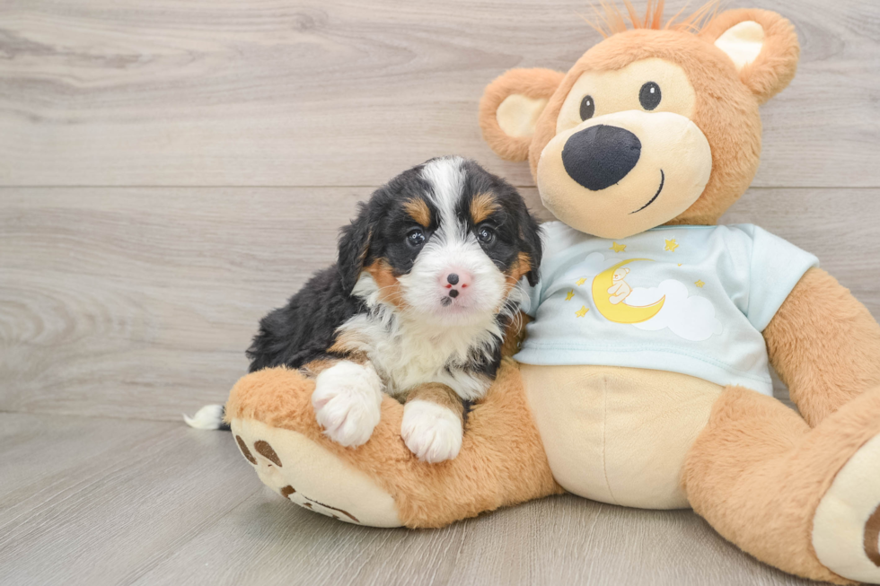 Happy Mini Bernedoodle Baby