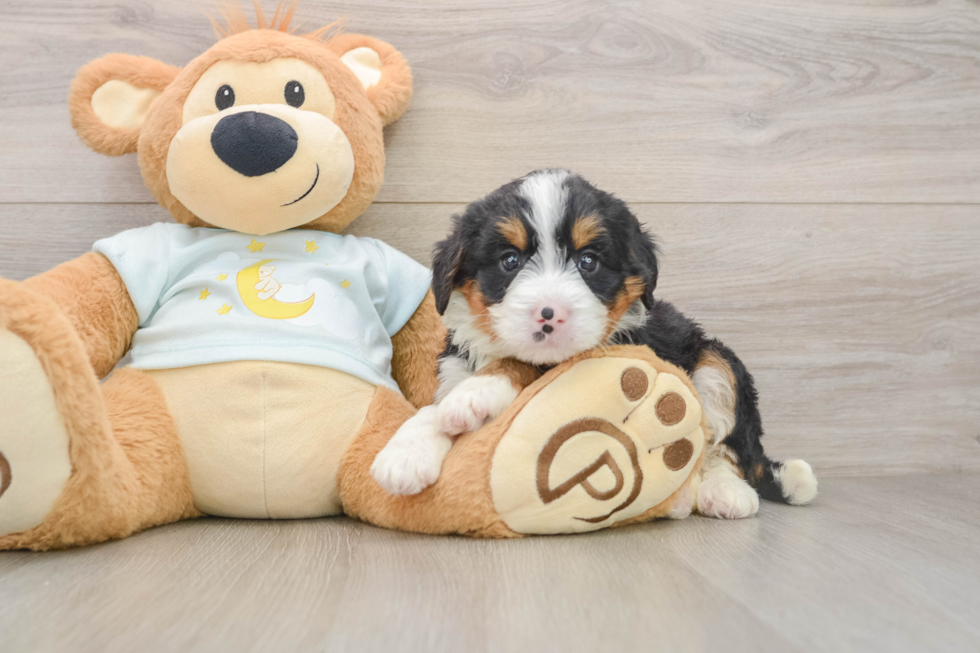 Hypoallergenic Mini Berniedoodle Poodle Mix Puppy