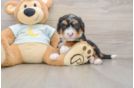 Hypoallergenic Mini Bernese Poodle Poodle Mix Puppy
