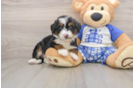 Mini Bernedoodle Puppy for Adoption