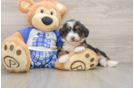 Petite Mini Bernedoodle Poodle Mix Pup