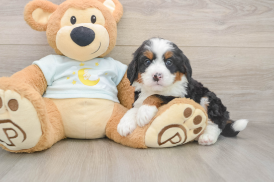 GERTIE, a Mini Bernedoodle littermate