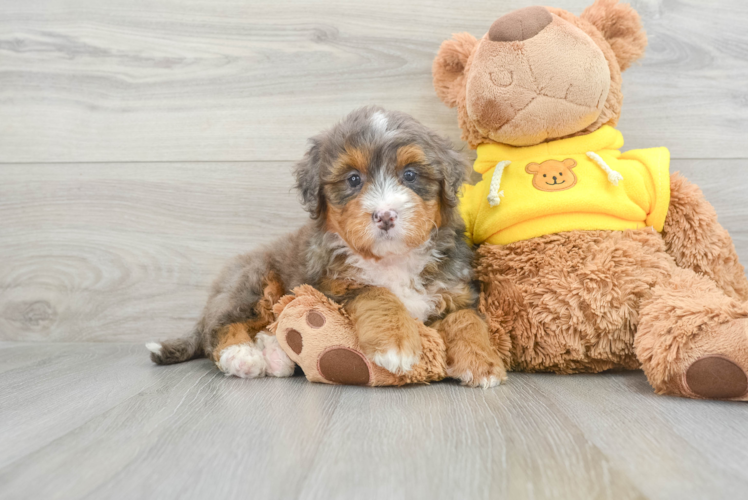 Meet Giga - our Mini Bernedoodle Puppy Photo 1/3 - Puppy Love PR Best Mini Bernedoodle Baby