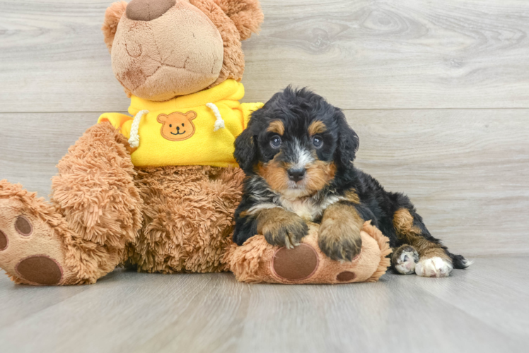 Little Mini Bernese Poodle Poodle Mix Puppy