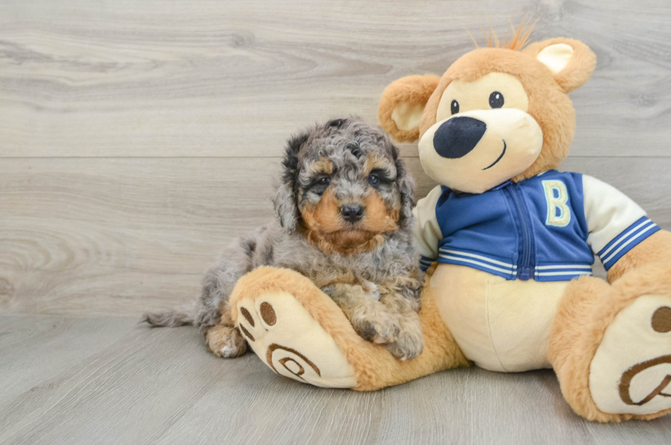 8 week old Mini Bernedoodle Puppy For Sale - Puppy Love PR