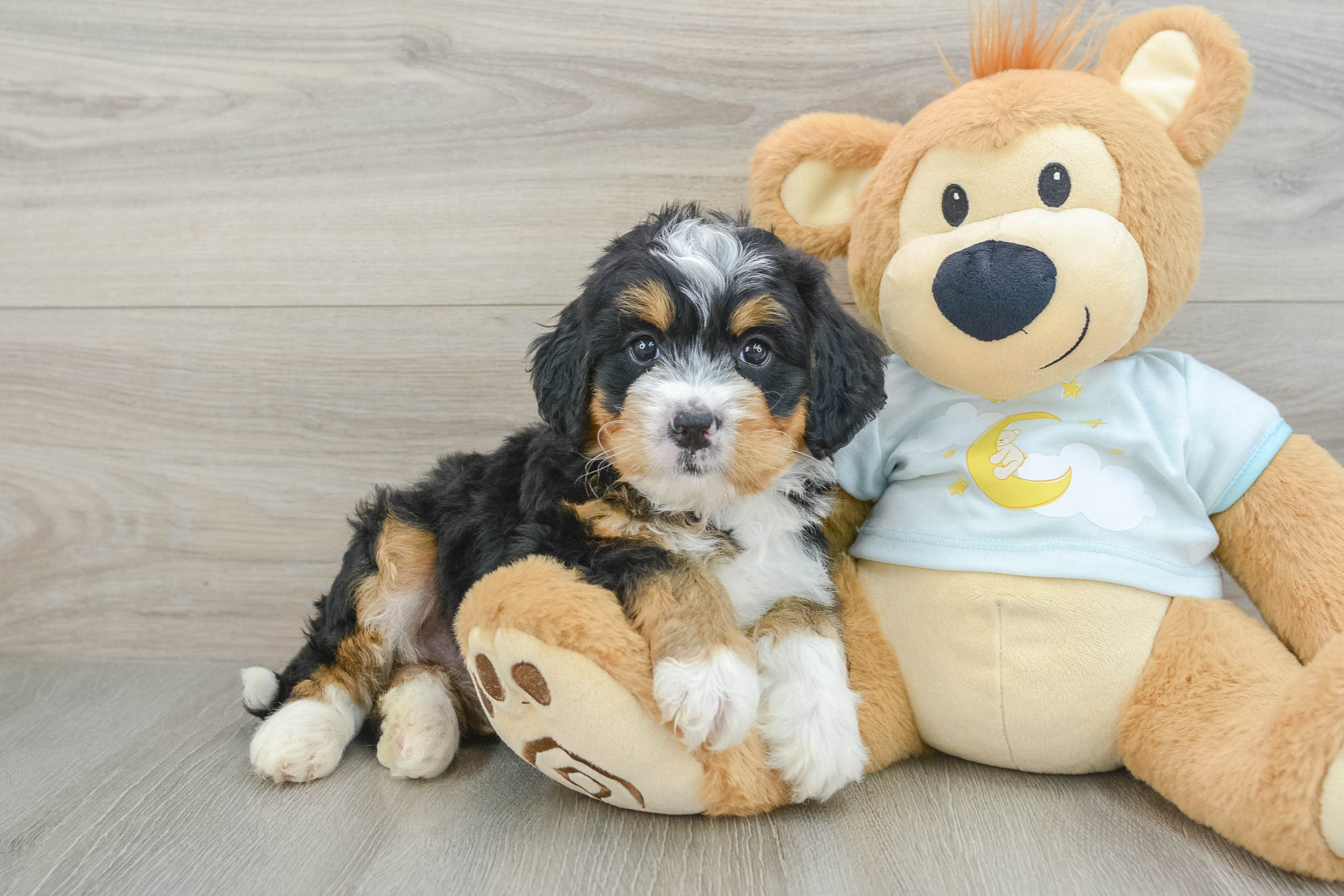 Mini Bernedoodle Puppy for Adoption