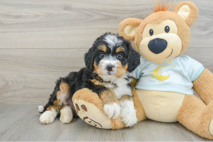 Mini Bernedoodle Puppy for Adoption