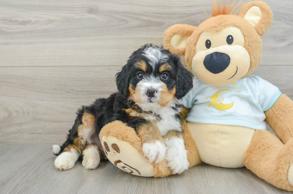6 week old Mini Bernedoodle Puppy For Sale - Puppy Love PR
