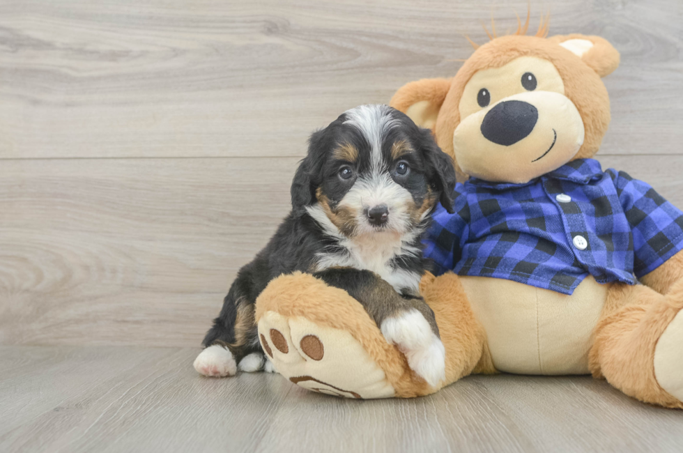5 week old Mini Bernedoodle Puppy For Sale - Puppy Love PR