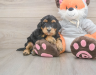 7 week old Mini Bernedoodle Puppy For Sale - Puppy Love PR
