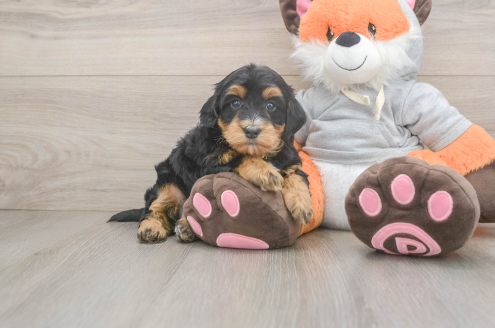 5 week old Mini Bernedoodle Puppy For Sale - Puppy Love PR