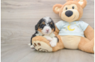 Mini Bernedoodle Puppy for Adoption