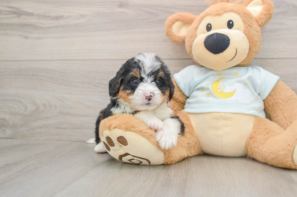 Mini Bernedoodle Puppy for Adoption