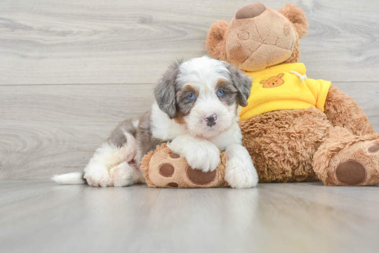 Meet Grande - our Mini Bernedoodle Puppy Photo 1/3 - Puppy Love PR Playful Bernadoodle Poodle Mix Puppy
