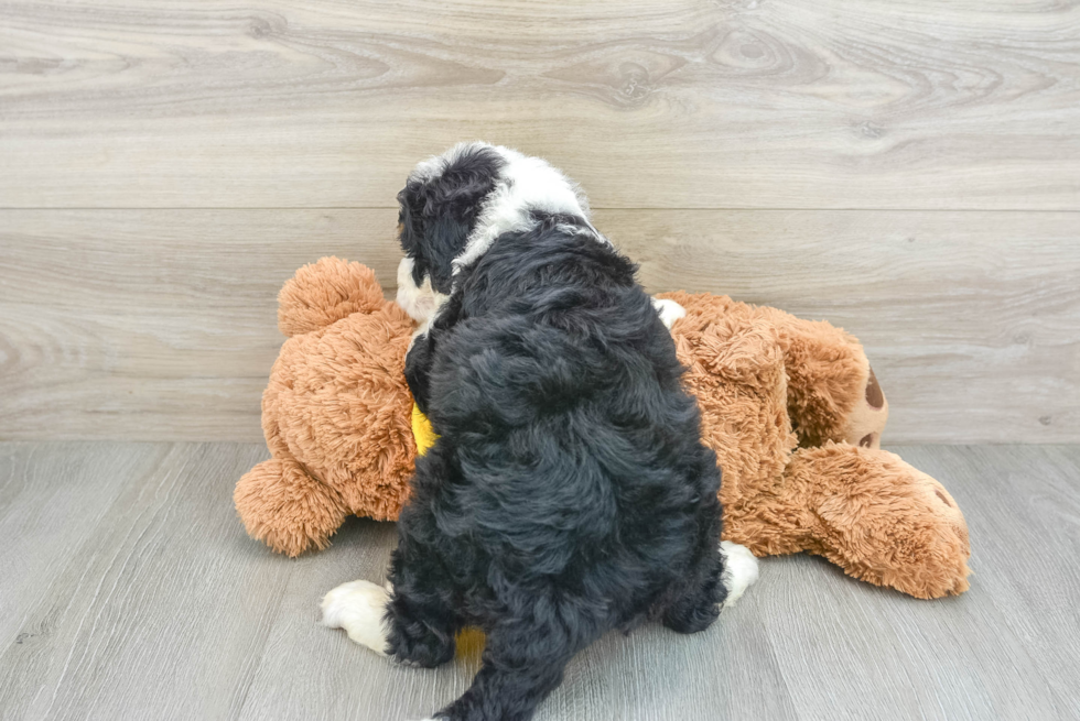 Mini Bernedoodle Puppy for Adoption