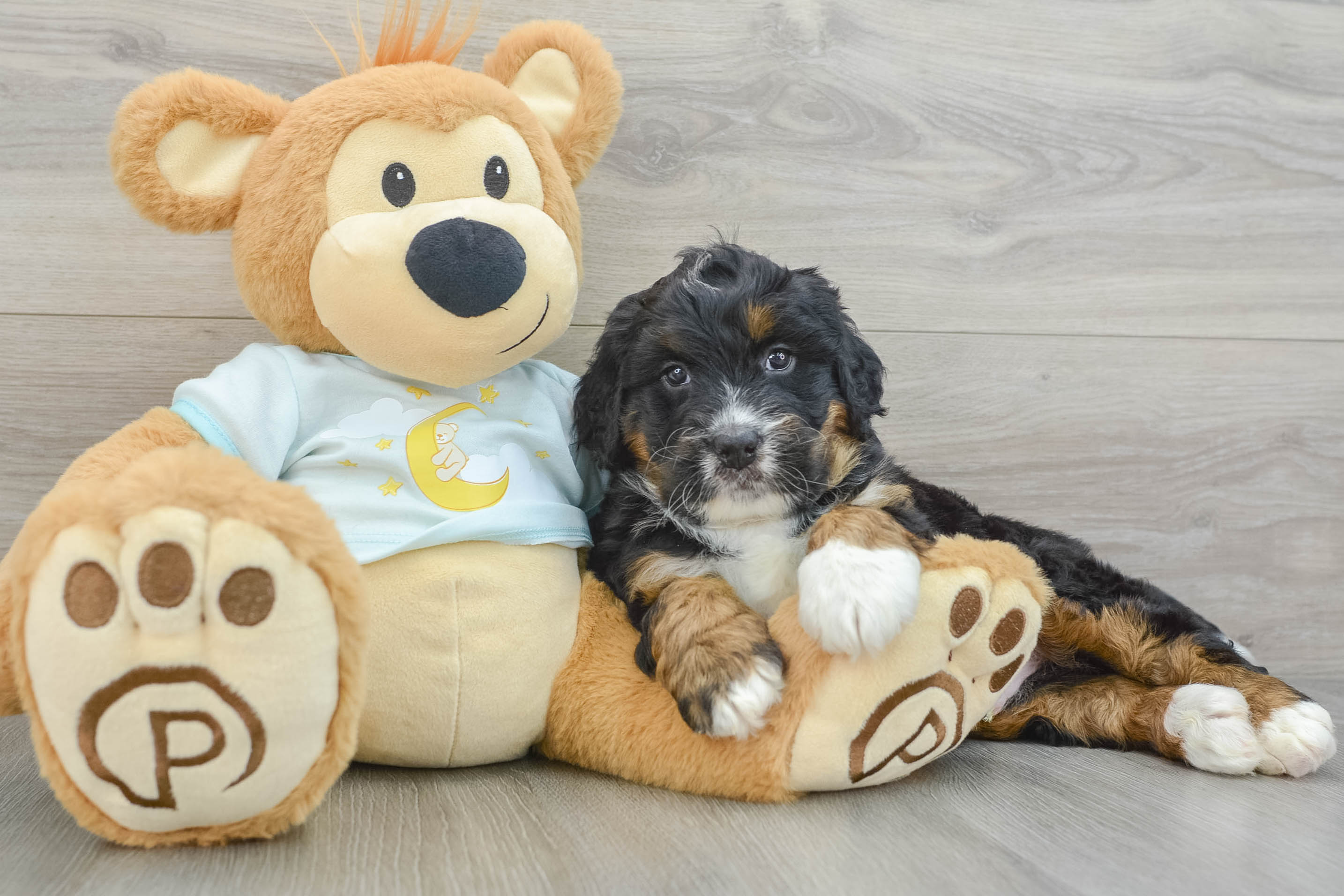 Fluffy Mini Bernedoodle Poodle Mix Pup